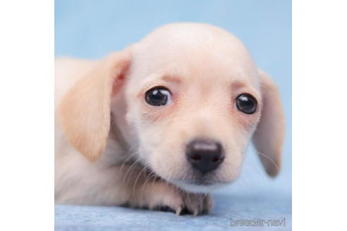 成約済の東京都のチワックス:チワワ×ミニチュアダックスフンド-203753の1枚目